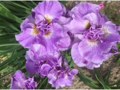 Ирис сибирский "Pink Parfait" (Контейнер 3,0л.)