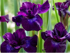 Ирис сибирский "Purplelicious" (Контейнер 2,0л.)