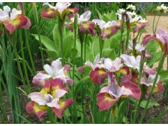 Ирис сибирский "Sugar Rush" (Контейнер 3,0л.)