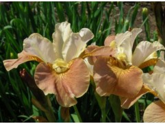 Ирис сибирский "Sun Grooves" (Контейнер 3,0л.)