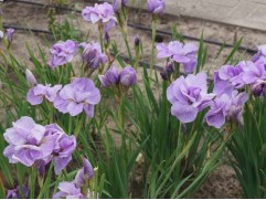 Ирис сибирский "Imperial Opal" (Контейнер 2.0л)