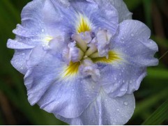 Ирис японский "Ensata Dinner Plate Ice Cream" (Контейнер 2,0л.)