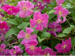 Клематис "Abudance", Viticella, 3-группа (Контейнер 2,0л)