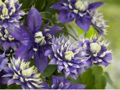 Клематис "Taiga", гибридный, 3-группа (Контейнер 2,0л)