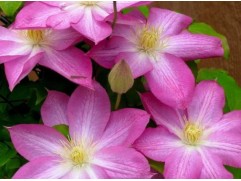 Клематис "Asao", гибридный, 2-3 группа (Контейнер 2,0л.)