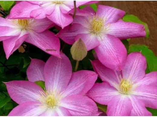 Клематис "Asao", гибридный, 2-3 группа (Контейнер 2,0л.) Клематис "Asao", гибридный, 2-3 группа (Контейнер 2,0л.)