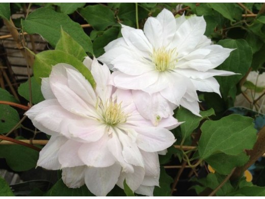 Клематис гибридный "Dancing Dorien" (Контейнер 2,0л.) Клематис гибридный "Dancing Dorien" (Контейнер 2,0л.)