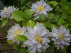 Клематис гибридный "Dancing King" (Контейнер 2,0л.)