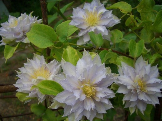 Клематис гибридный "Dancing King" (Контейнер 2,0л.) Клематис гибридный "Dancing King" (Контейнер 2,0л.)