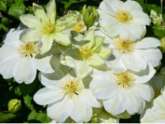 Клематис "Guernsey Cream", гибридный , 2-группа (Контейнер 2,0л.)