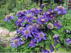 Клематис "Multi Blue", гибридный, 2-группа (Контейнер 2,0л.)