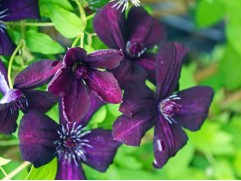 Клематис  "Dark Eyes", Viticella, 3-группа (Контейнер 2,0л)