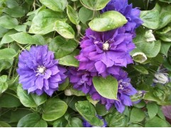 Клематис  "Beauty of Worcester", гибридный 2-3-группа(Контейнер 2,0л.)