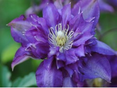 Клематис  "Beauty of Worcester", гибридный 2-3-группа(Контейнер 2,0л.)