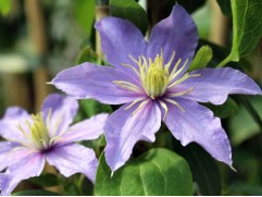 Клематис  "Justa", Viticella, 3-группа (Контейнер 2,0л)