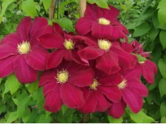 Клематис "Hoshi-No-Flamenco", гибридный,  2-группа (Контейнер 2,0л)