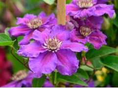 Клематис  "Ashva",крупноцветковый, 3-группа (Контейнер 2,0л)