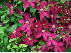 Клематис "Ernest Markham", Жакмана, 3-группа (Контейнер 2,0л.)