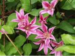 Клематис "Duchess of Albany", техасский, 3-группа (Контейнер 2,0л)