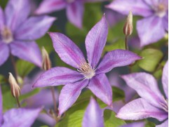 Клематис "Dorothy Walton", крупноцветковый 3-группа (Контейнер 2,0л)