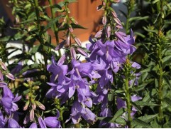 Колокольчик "Gaudi violet" (Контейнер 1,5л.)