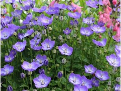 Колокольчик карпатский "Samantha" (Контейнер 1,5л.)