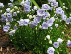 Колокольчик ложечницелистный "Elizabeth Oliver" (Контейнер 1,5л.)