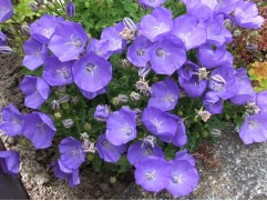 Колокольчик карпатский "Avida Blue" (Контейнер 1,5л.)