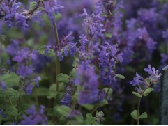 Котовник кистевидный "Grog" (Контейнер 1,0л)