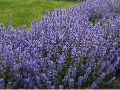 Котовник Фассена "Purrsian Blue" (Контейнер 1,5л.)