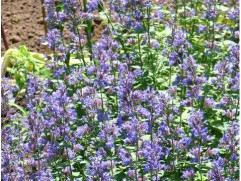 Котовник Фассена "Senior" (Контейнер 1,0л.)