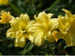 Лилейник гибридный  "Double River Wye" (Контейнер 3,0л.)