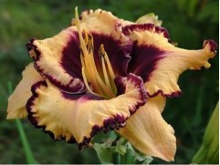 Лилейник гибридный "Ageless Beauty" (Контейнер 3,0л.)