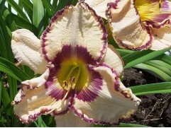 Лилейник гибридный "Antique Linen" (Контейнер 1,0л.)