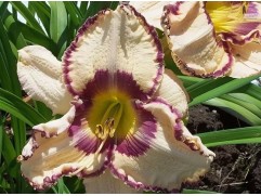 Лилейник гибридный "Antique Linen" (Контейнер 3,0л.)