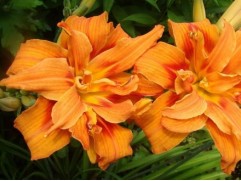 Лилейник гибридный "Apricot Beauty" (Контейнер 3,0л.)