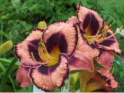 Лилейник гибридный "Awesome Blossom"  (Контейнер 1,0л.)