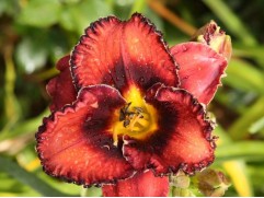 Лилейник гибридный "Berrylicious" (Контейнер 1,0л.)