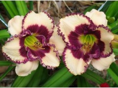 Лилейник гибридный "Border Music" (Контейнер 3,0л.)