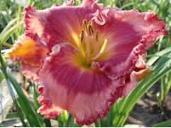 Лилейник гибридный "Broaden your Horizons" (Контейнер 1,0л.)