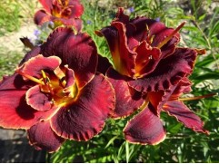 Лилейник гибридный "Burgundy Love" (Контейнер 5,0л.)