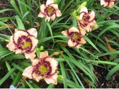 Лилейник гибридный "Exotic Treasure" (Контейнер 3,0л.)