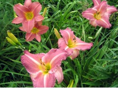 Лилейник гибридный "Matrousjka" (Контейнер 3,0л.)