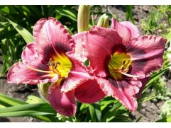 Лилейник гибридный "Russian Ragtime" (Контейнер 3,0л.)