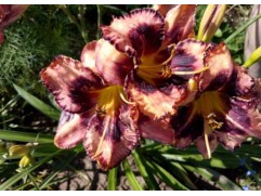 Лилейник гибридный "Simmons Overture" (Контейнер 3,0л.)