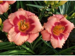 Лилейник гибридный "Strawberry Candy" (Контейнер 1,0л.)