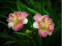 Лилейник гибридный "Susan Pritchard Petit" (Контейнер 3,0л.)