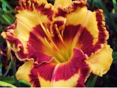 Лилейник гибридный "Tropical Surprise" (Контейнер 1,0л.)