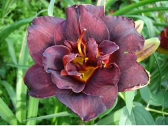 Лилейник гибридный "Voodoo Dancer" (Контейнер 3,0л.)