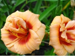 Лилейник гибридный "Your Angel" (Контейнер 1,0л.)